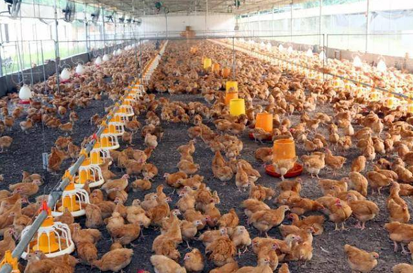 養(yǎng)殖場取暖運(yùn)用蒸汽模塊爐！